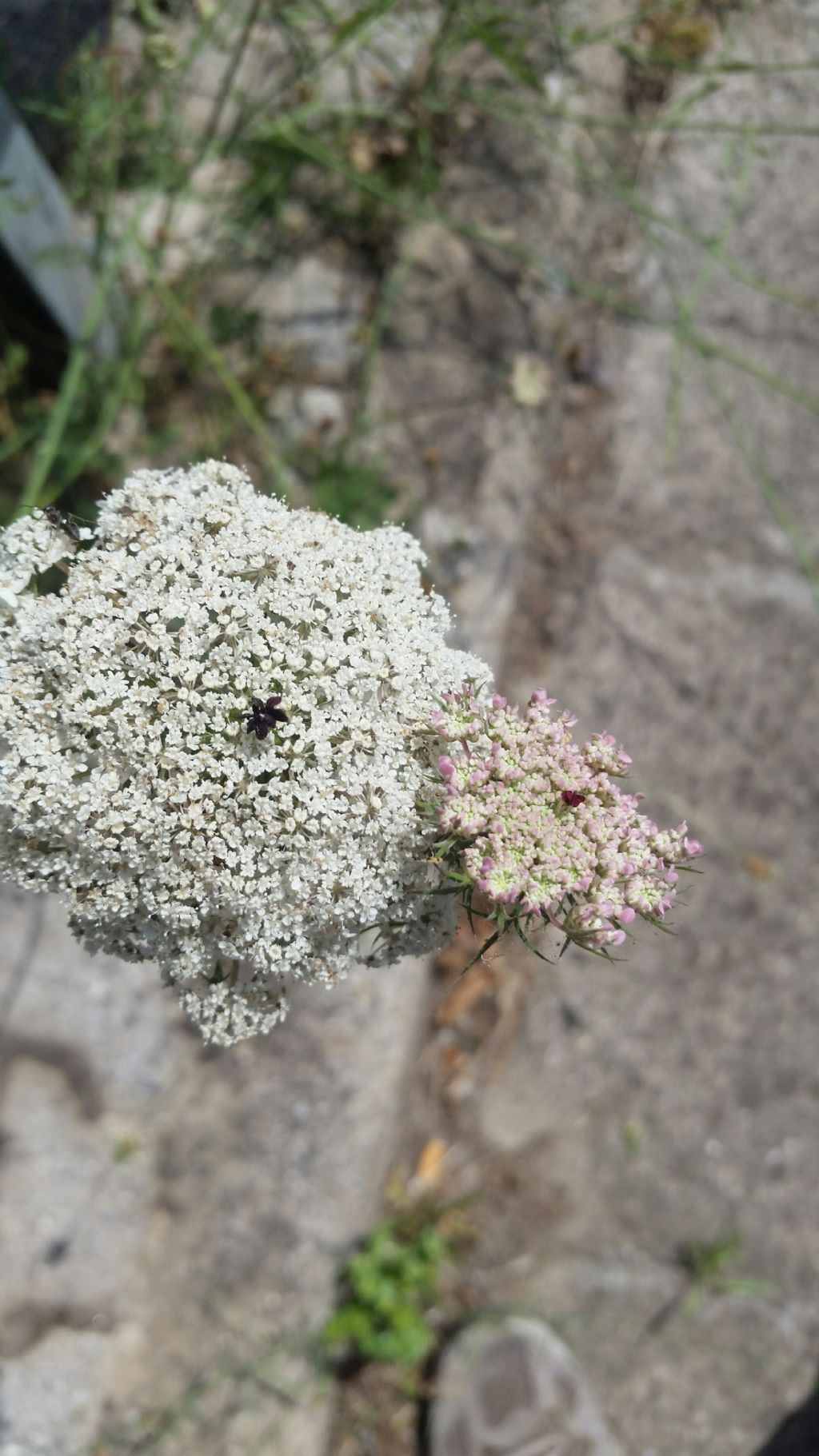 Daucus carota?  Sì !